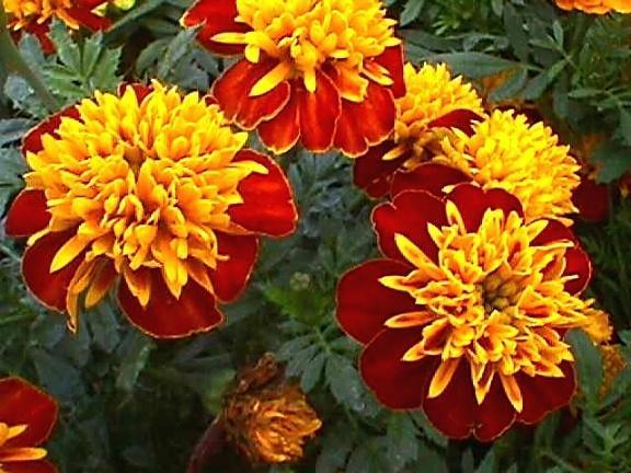 French Marigold Tagetes patula